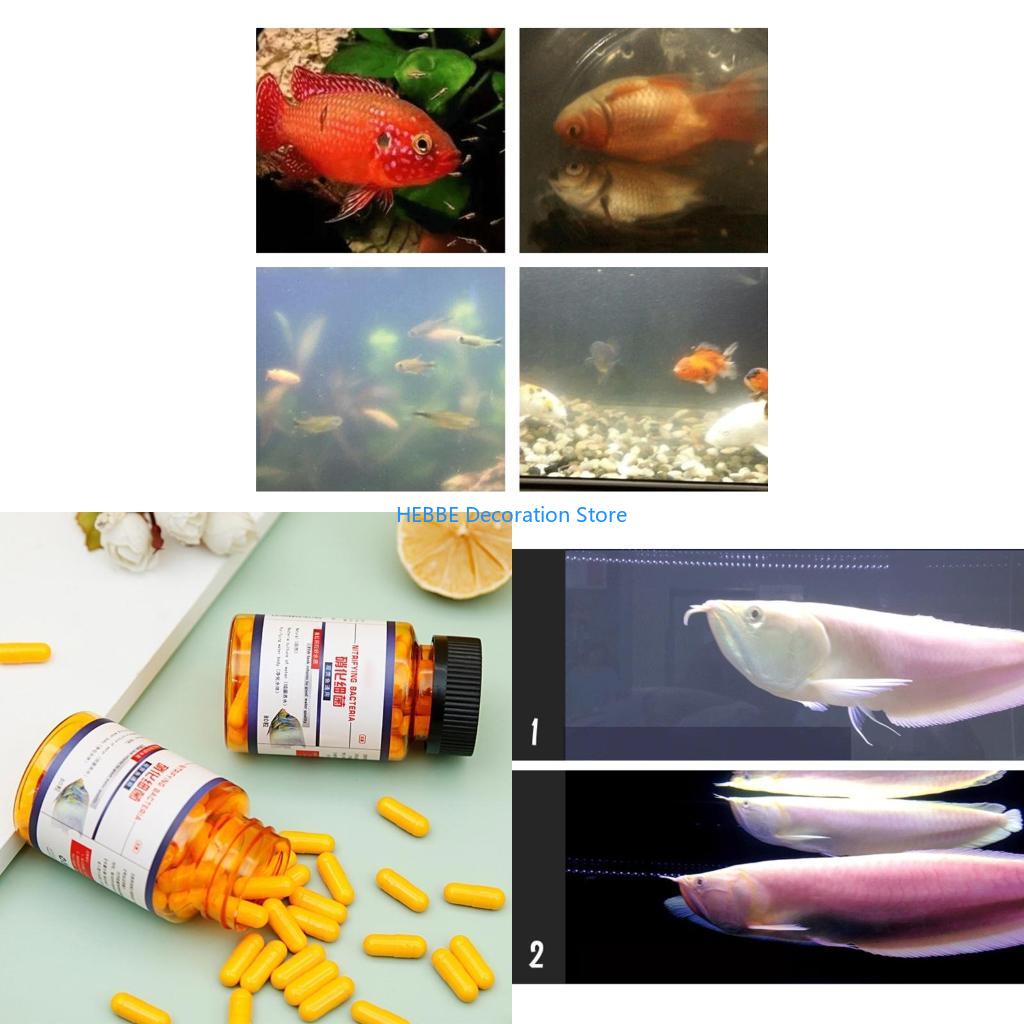 Aquarium Fish Medicine - B0KC 30/80 PCS淡水用の硝化細菌カプセルおよびタンク水族館用水魚濃縮乾燥粉末