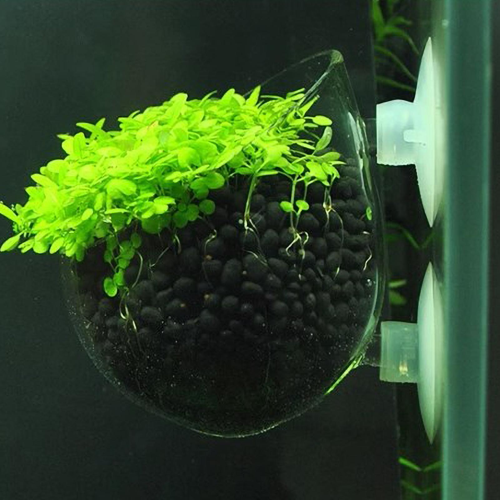 Aquarium Fish Pot - 水槽用植物ホルダー ガラス製水草ポット 吸盤付き 生きた植物 魚タンクホルダー 水草プランター