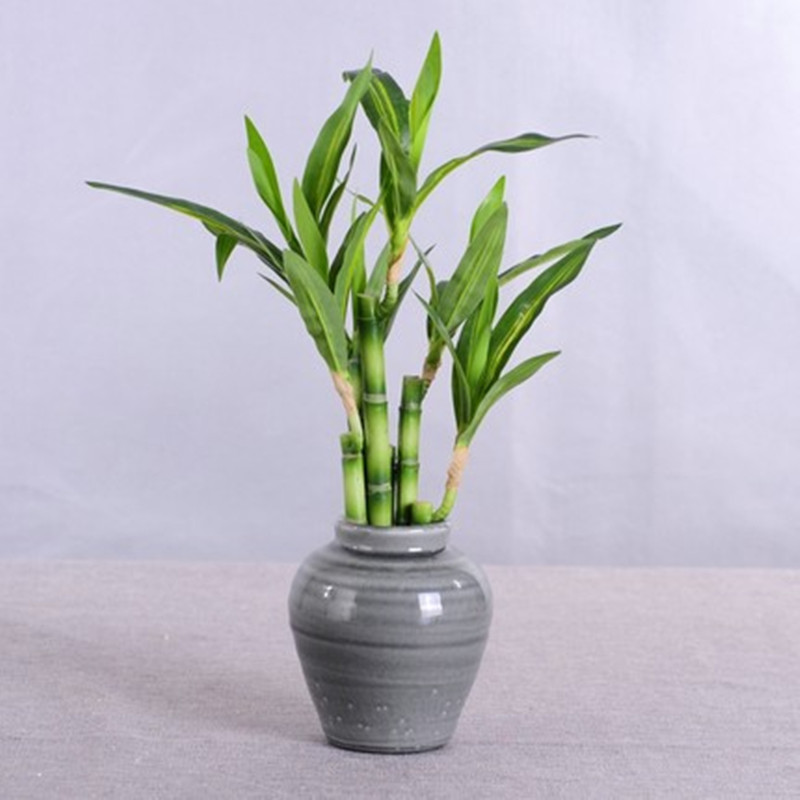 新しい40cm人工ラッキーバンブー多肉植物フェイクプラントフ - Aquarium Fish Pot のレビューと価格