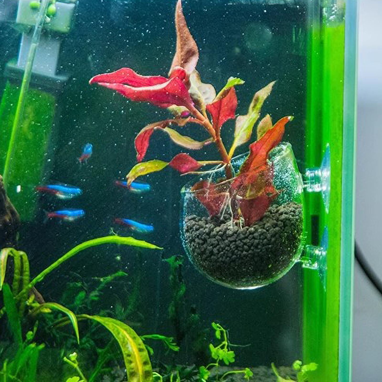 水槽用植物ホルダー ガラス製水草ポット 吸盤付き 生きた植物 - Aquarium Fish Pot のレビューと価格
