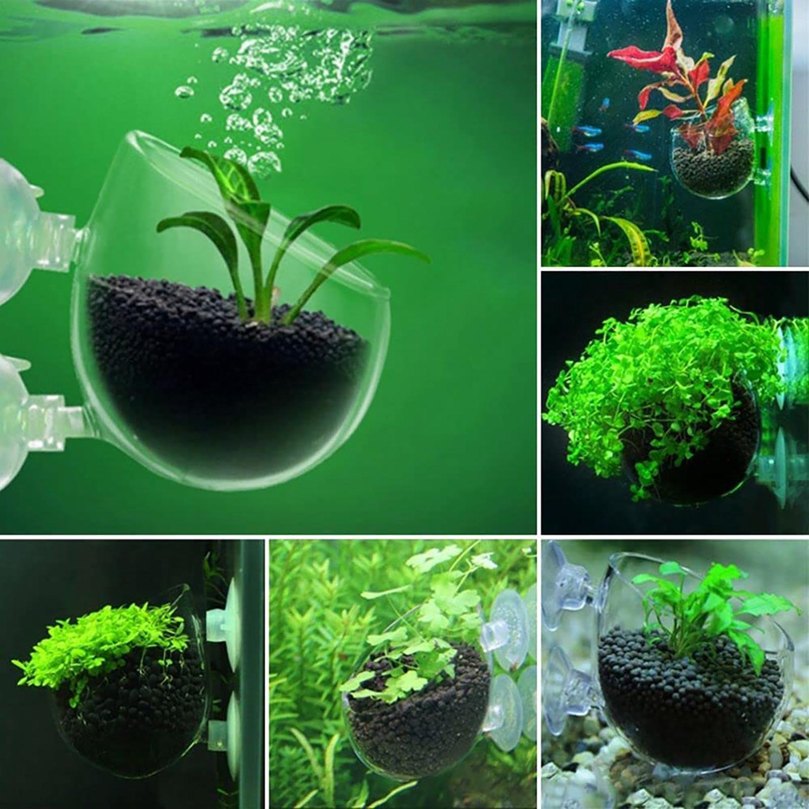 水生植物ポット アクリル製水生植物カップ 吸盤付きポット 水 - Aquarium Fish Pot のレビューと価格